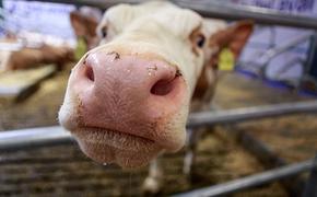 Пол теленка влияет на удои у коровы
