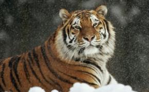 Спасенного в Амурской области тигра разместят в сафари-парке