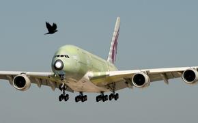 «Трансаэро» закупит самые большие самолеты в мире