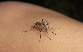 В целях эксперимента на МКС доставят личинки комаров