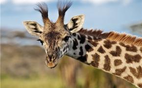 В зоопарке Копенгагена умертвили незаконнорожденного жирафа