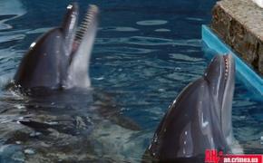 В Ялте зачем-то поженили дельфинят