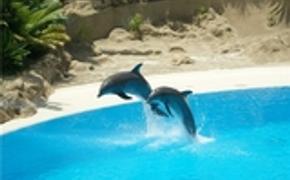 Московский дельфинарий обвиняют в жестоком обращении с животными