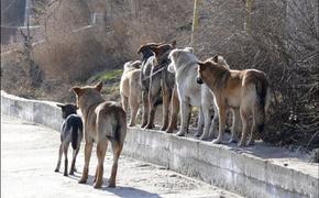 В Калининграде бродячие собаки загрызли пять кенгуру