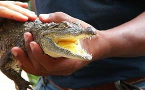 В Петербурге крокодила выкинули на помойку