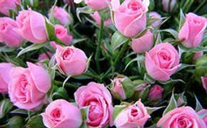 100 тысяч роз высадят в Петербурге этой весной