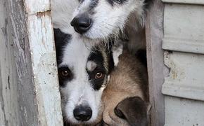 Стая собак загрызла женщину на территории СНТ в Ленобласти