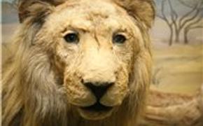 Работники зоопарка Копенгагена умертвили четырех львов