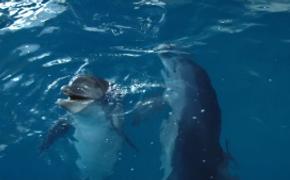 В Севастополе  дельфинов и морских котиков подготовят для службы в ВМФ РФ