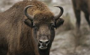 В Крыму снова  появятся &laquo;Зубры&raquo;