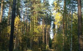 Два следователя Следственного Комитета найдены мертвыми в лесу под Иркутском