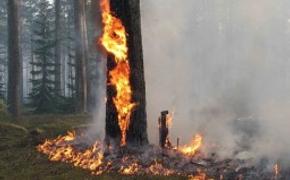 Пожар захватил десять гектаров леса в Тверской области