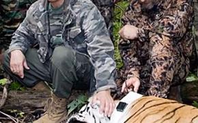 Путин выпустит на волю спасенных амурских тигров