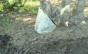 Во Владимирской области иномарка врезалась в дерево, погиб человек