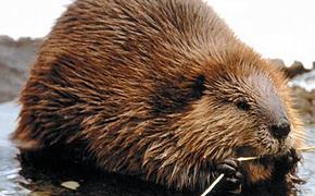 Полиция оправдала свердловских бобров