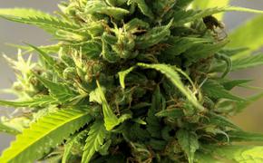 В США организуют туры на плантации марихуаны