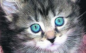 В сети появилось видео спасения кота-зацепера