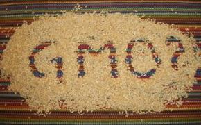 Госрегистрация ГМО отложена на три года