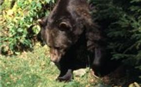 Черные медведи обокрали лагерь скаутов на Аляске
