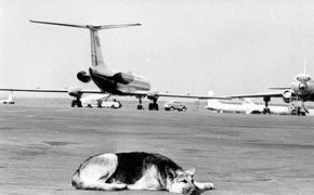 Собака на взлетной полосе задержала посадку Boeing