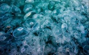 Ученые рассказали об особо опасных для людей медузах