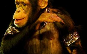 Учёные теперь знают, о чём говорят языком жестов шимпанзе