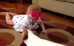 Видеоролик, как собака обучает малыша ползать, никого не оставит равнодушным
