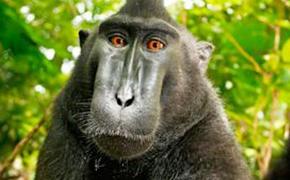 Селфи обезьяны вызвало споры об авторских правах (ФОТО)