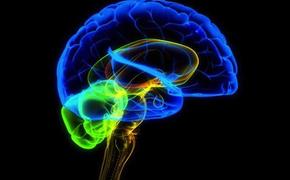 Ученые определили участок мозга, который отвечает за совесть