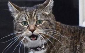 Знаменитая кошка Фрейя главы Минфина Великобритании была сбита