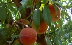 Еврокомиссия поддержит своих производителей персиков