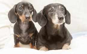 В Великобритании живет первая клонированная собака
