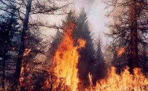 В районе Ростовской области введен режим ЧС из-за лесного пожара