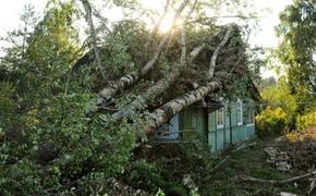 Ущерб от урагана в Башкирии может составить 200 млн руб