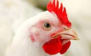 ФАС начала проверки отечественных производителей мяса птицы