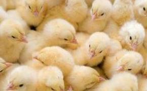 На курской птицефабрике в огне погибли полмиллиона цыплят
