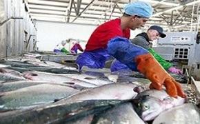 Мурманский рыбокомбинат решил оспорить решение об эмбарго на рыбу в суде