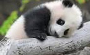 Трогательный кадр: детеныш панды не хочет отпускать "няню" ВИДЕО