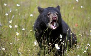 В нацпарке США туриста загрыз медведь