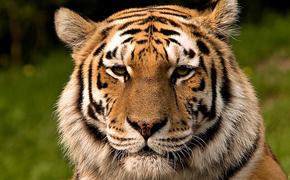 Владивосток с размахом отметил День амурского тигра (ВИДЕО)