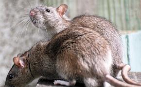 Крысы атакуют