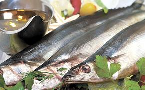 Сайра идёт большими косяками