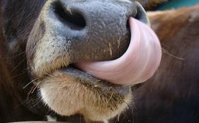 Как корова языком слизала: по дороге пропали 11 т говяжьего языка