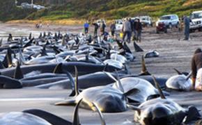 В Москве киты-косатки выживают  в ржавых цистернах на ВДНХ