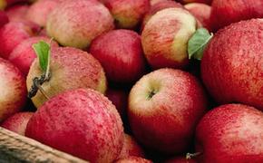 В Оренбурге изъято 20 тонн запрещенных молдавских яблок