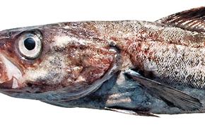 &laquo;Минтай Путина&raquo; атакует США