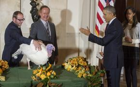 Накануне Дня благодарения Обама помиловал двух индеек (ВИДЕО)