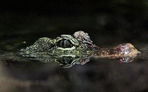 В ЮАР прошел первый аукцион по продаже живых крокодилов
