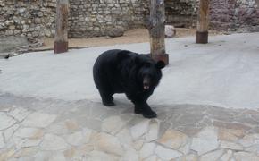 Норильские железнодорожники на тепловозе задавили медведя