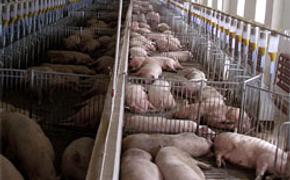 В Нижнедевицком районе Воронежской области выявлен вирус африканской чумы свиней